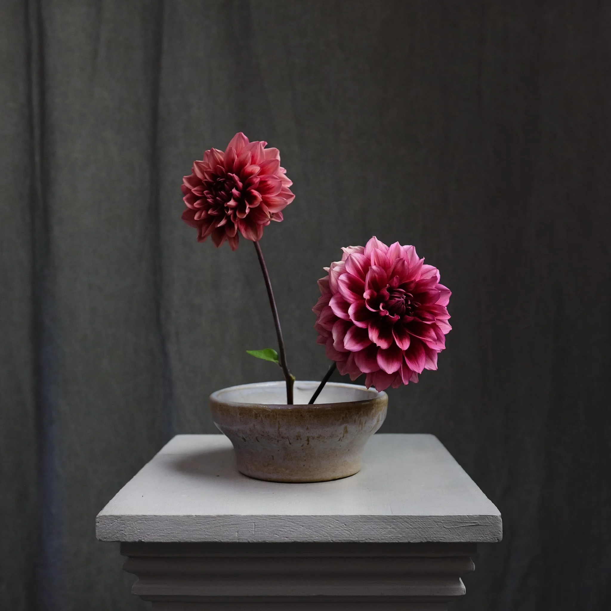 Valley Tawny — Petal Creek Farm